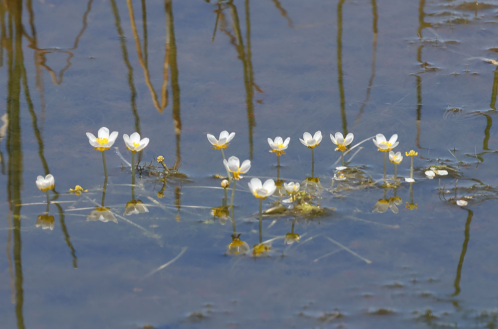 three-lobed crowfoot